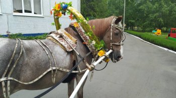 Покатай, лошадка!