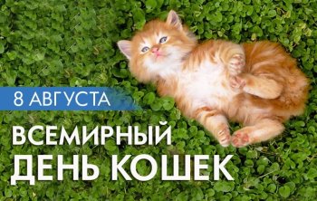 Всемирный день кошек